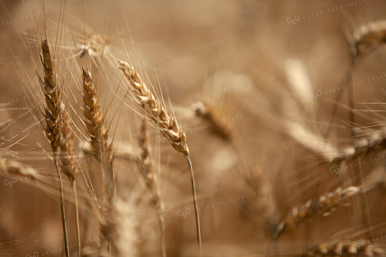 Wheat 2170