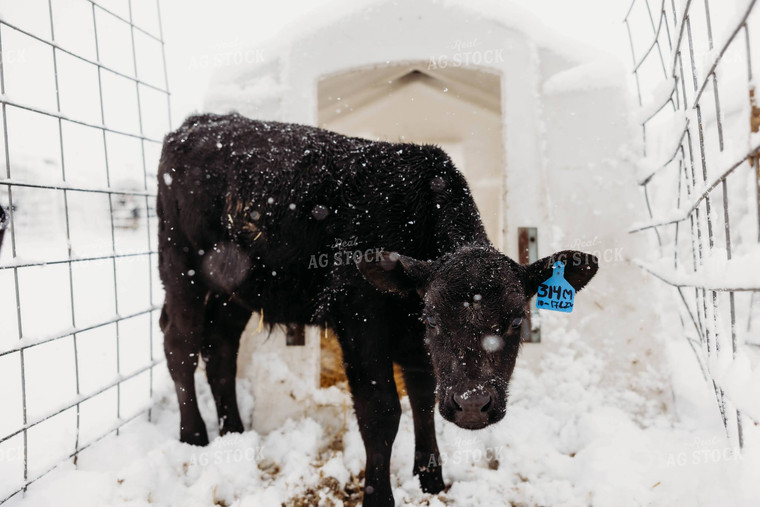 Holstein Calf in Hutch 152258