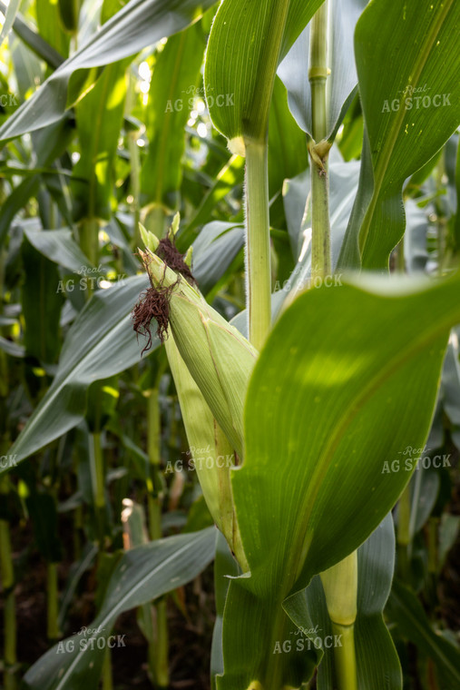 Corn Ear 108065