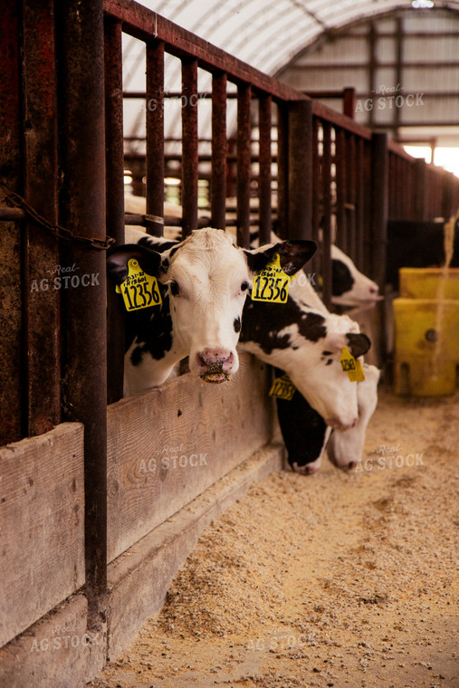 Holstein Cattle in Open Air Barn 67382