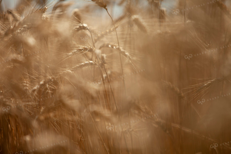 Wheat 2172