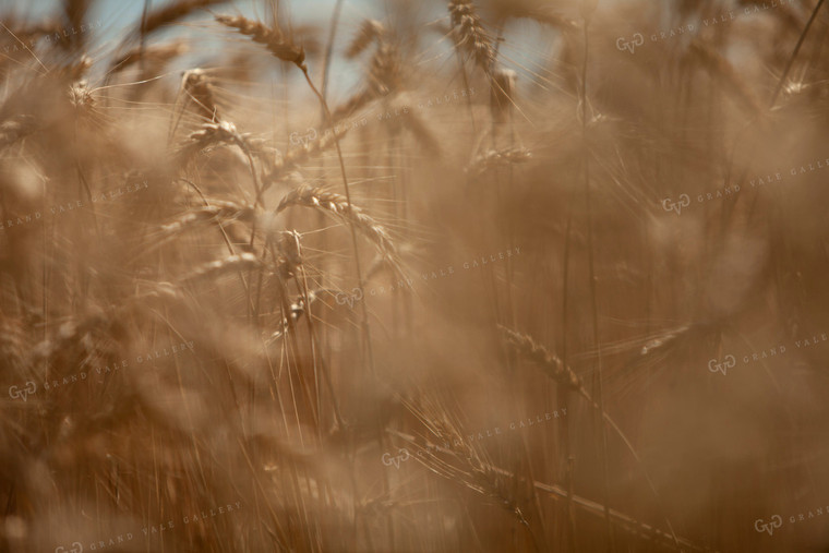 Wheat 2173