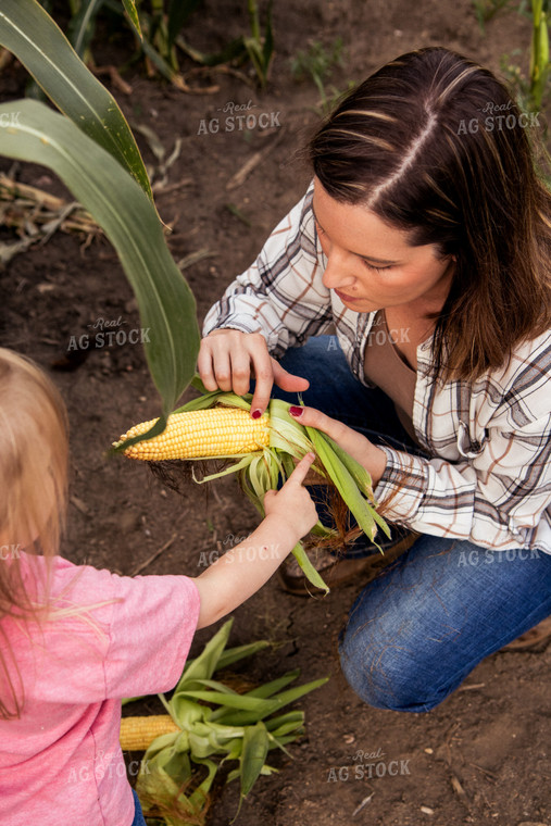 Farm Family Yield Checking Corn 67364