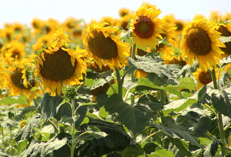 Sunflowers 141038