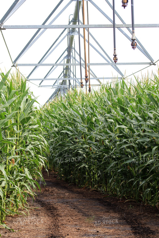 Pivot Irrigation System in Corn Field 141041