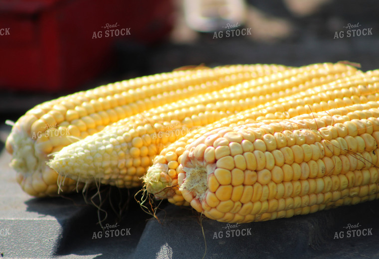 Husked Corn Ears 141044
