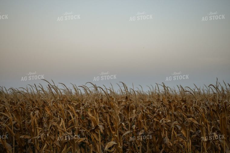 Dried Corn Field 59086