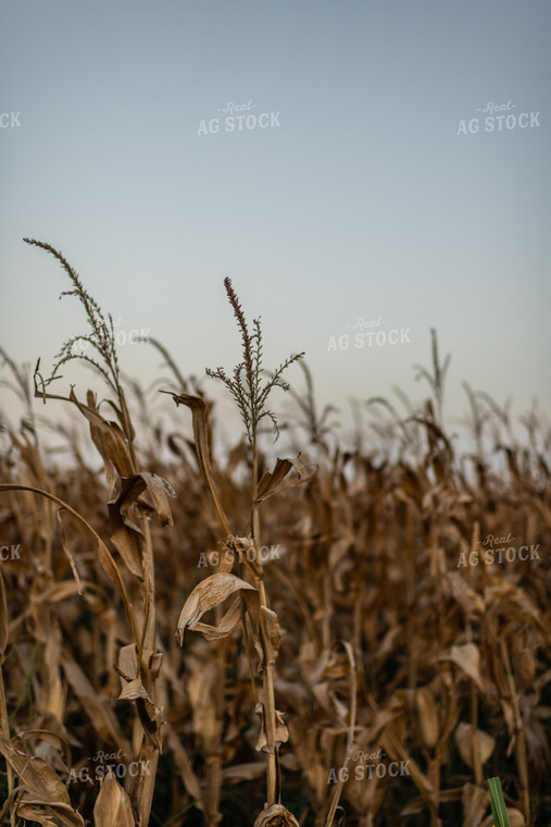 Dried Corn Field 59087