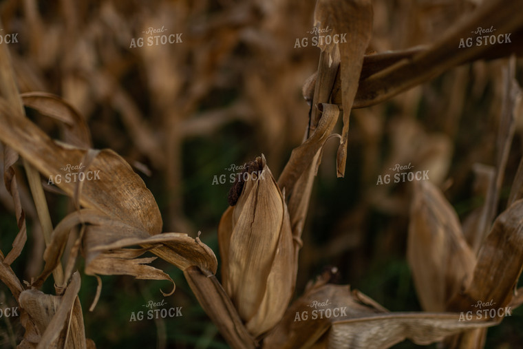 Dried Corn Ear 59088