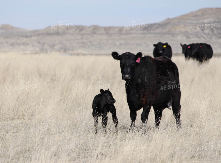 Cow Calf Pair 63067