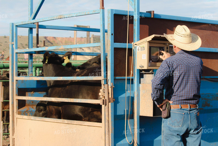 Weighing Cattle 63087