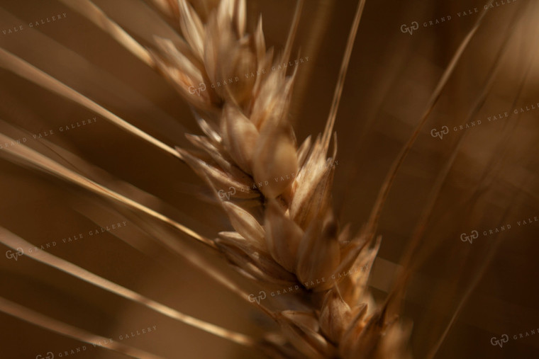 Wheat 2181