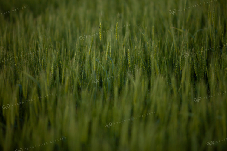 Wheat 2183