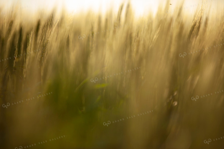 Wheat 2188