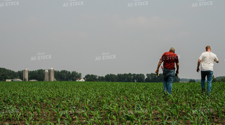 Scouting Corn Field 133019