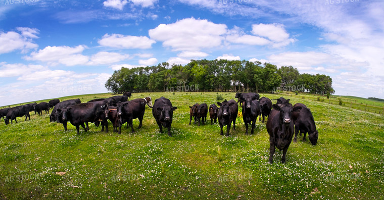 Cattle on Pasture 154041