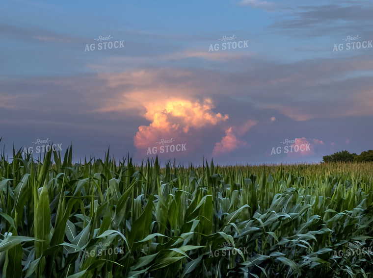 Sunset over Corn Field 154046