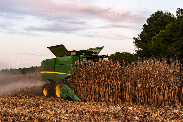 Corn Harvest 128045