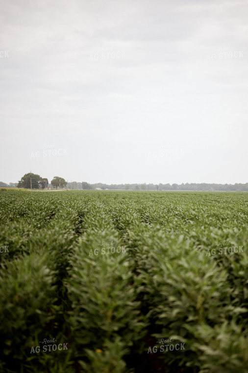 Soybean Field 125166