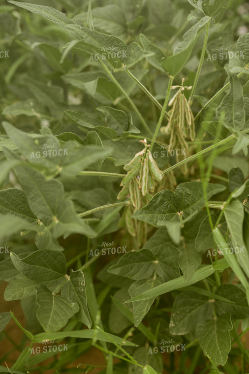 Soybean Pods 125167