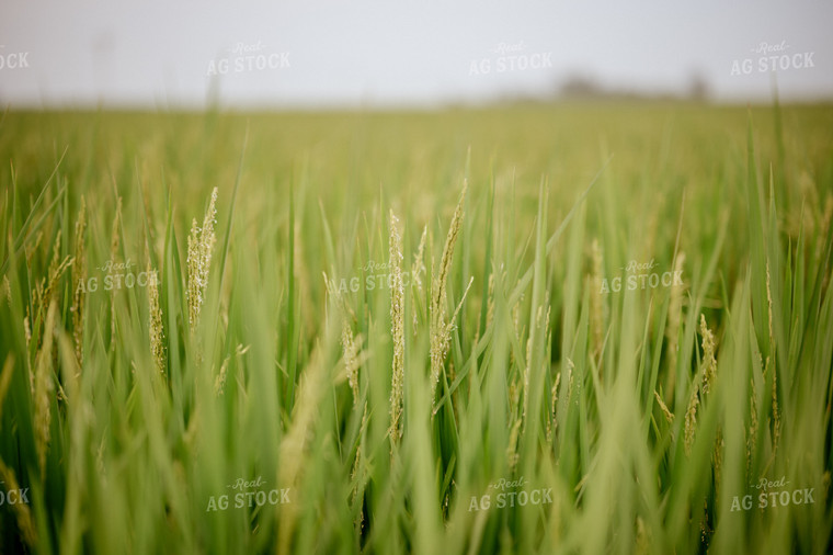Flowering Rice 125170