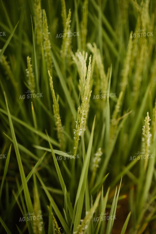 Flowering Rice 125174