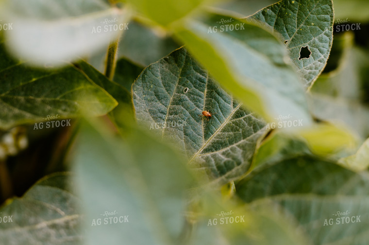 Pest on Soybean Leaf 125177
