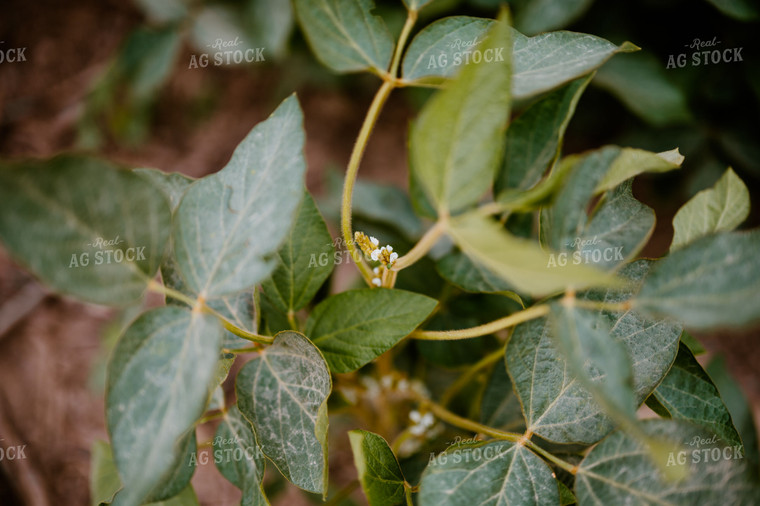 Budding Soybean Plant 125179