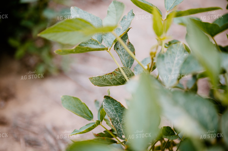 Soybean Plant 125181