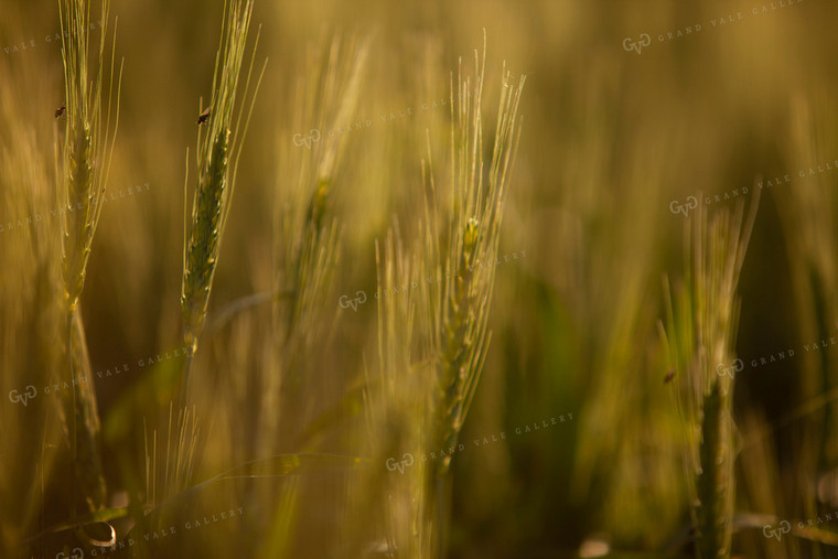 Wheat 2193