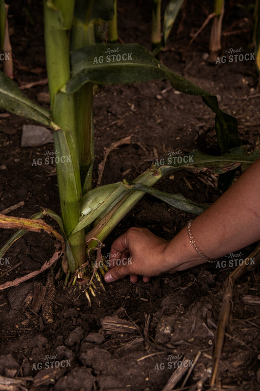 Checking Corn Roots 67420