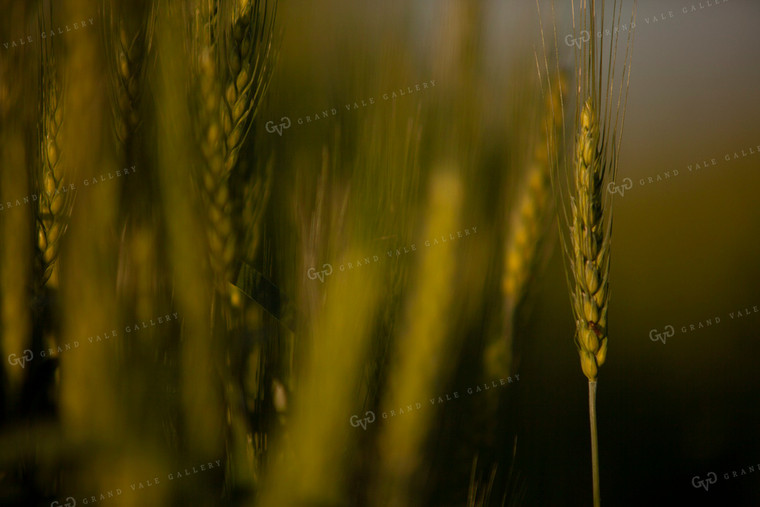 Wheat 2199