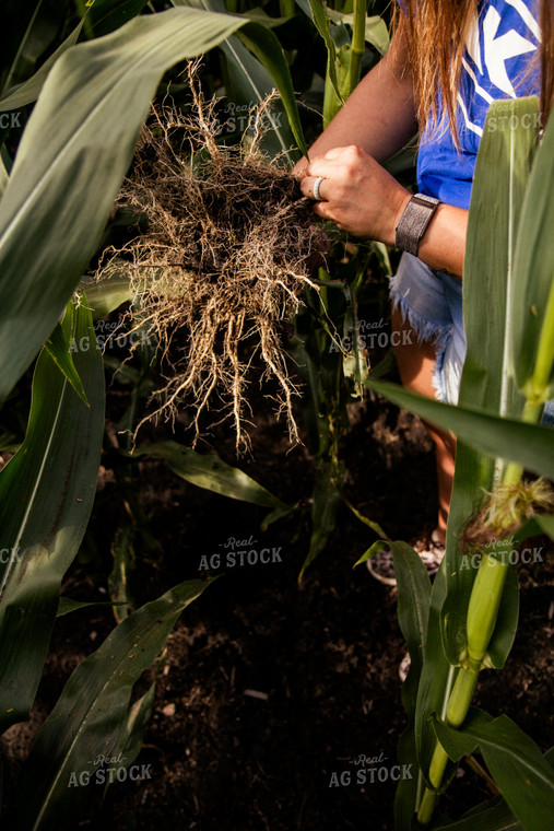 Checking Corn Roots 67463