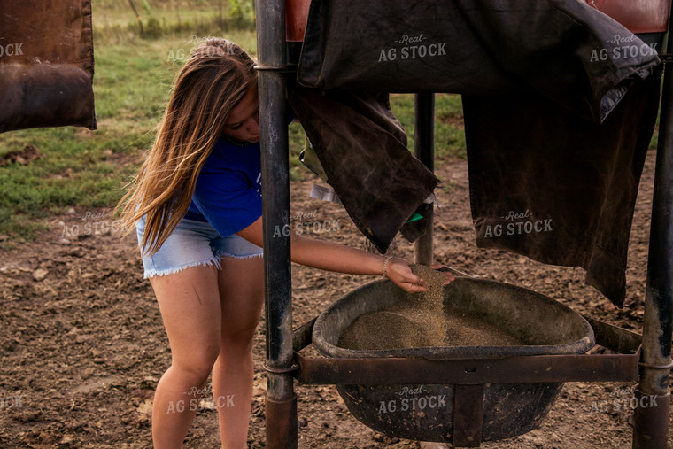 Farmer Feeding Cattle 67468