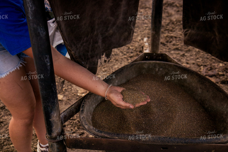 Farmer Handling Feed Ration 67469