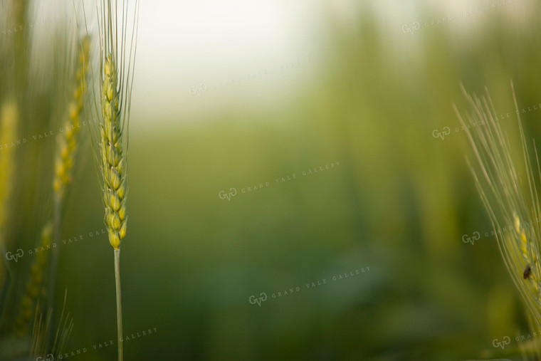 Wheat 2200