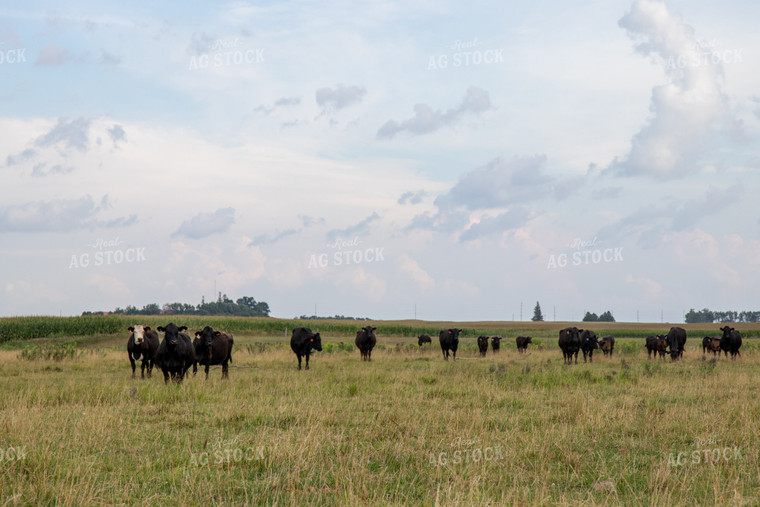 Cattle on Pasture 67472