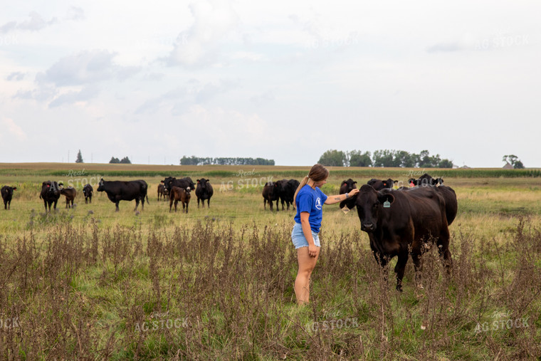 Farmer Walking in Pasture to Cows 67474
