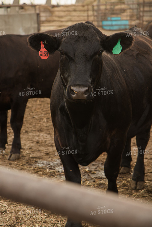 Cattle 67478