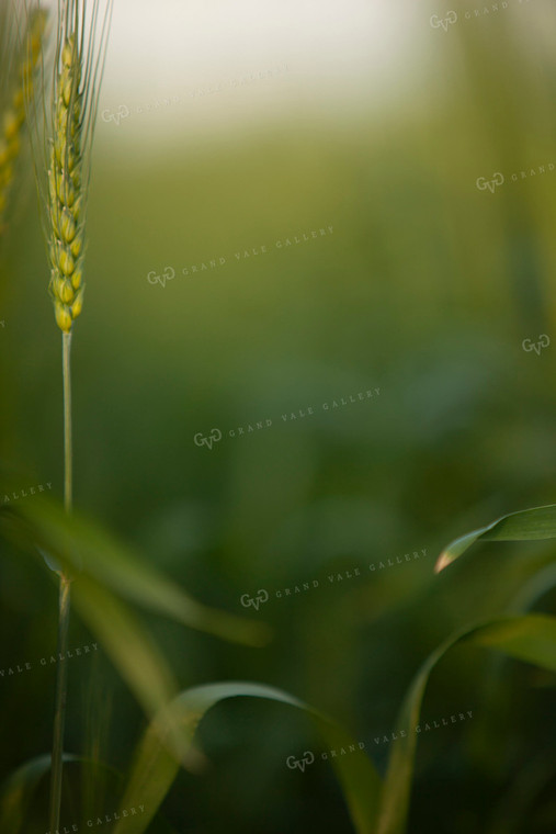Wheat 2201