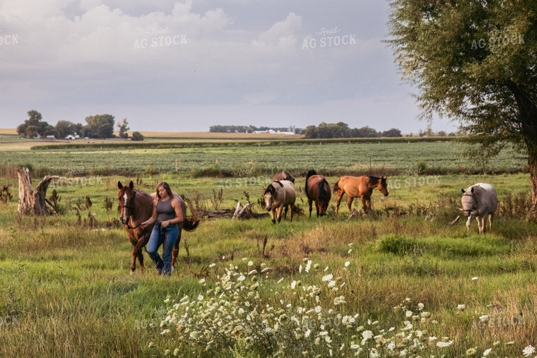 Horses with Caretaker in Pasture 67483