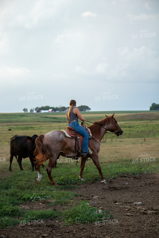 Herding Cattle on Horseback 67485