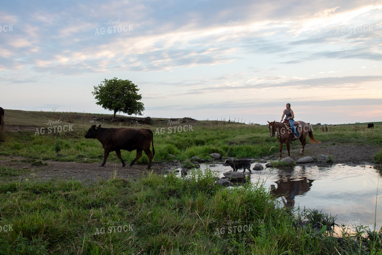 Herding Cattle on Horseback 67488