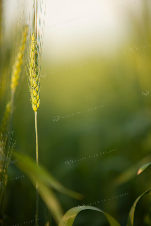 Wheat 2202