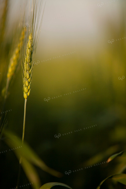 Wheat 2203