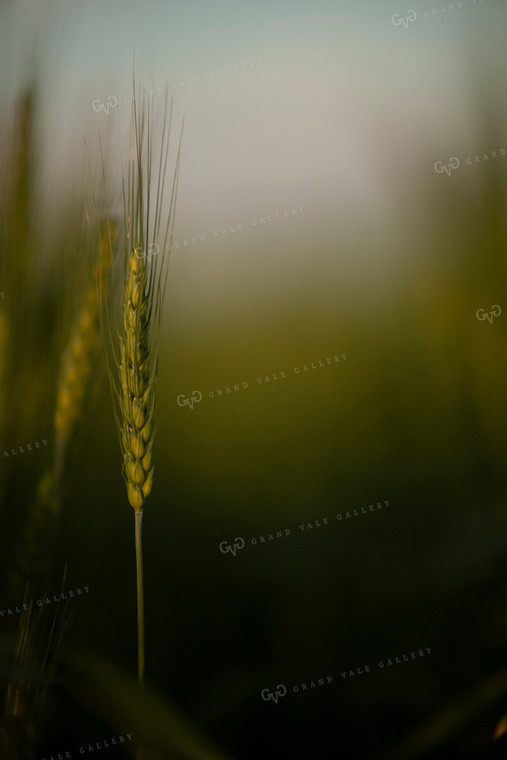 Wheat 2204