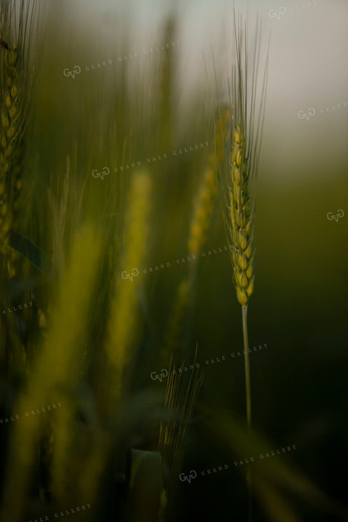 Wheat 2205