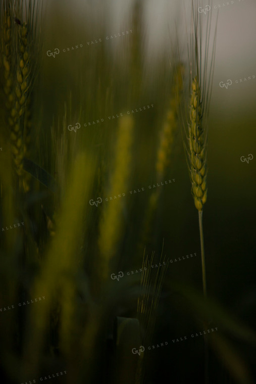 Wheat 2206