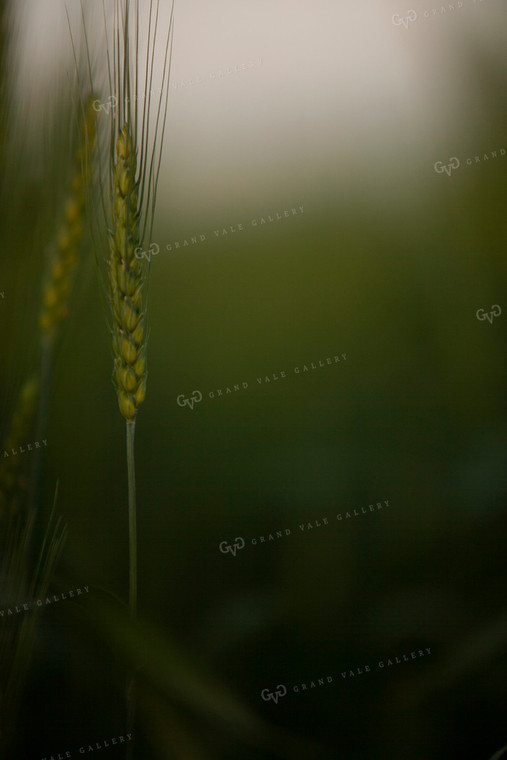 Wheat 2207
