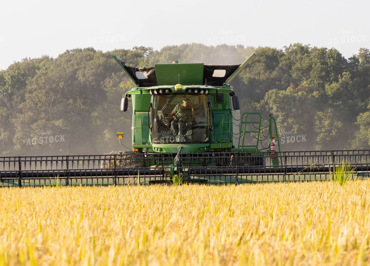 Rice Harvest 79378